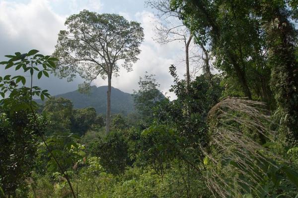 SERVIR SEA Geospatial Data Help Forest Restoration Planning and Building Social Forestry Models in Southeast Asia