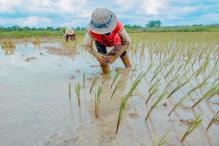 SERVIR Southeast Asia Tools to Help Cambodia Agriculture Industry, Boost Economy