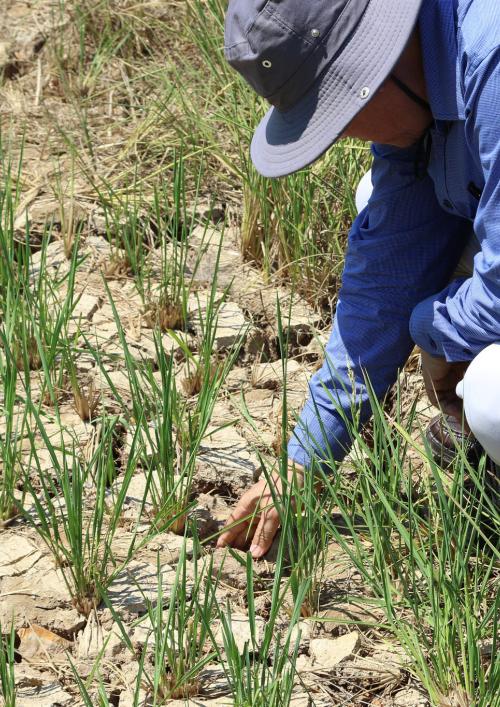 Enhancing Drought Resilience and Crop Yield Security in Vietnam 